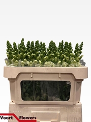 Antirrhinum Avignon White 70cm