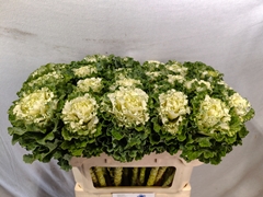 Brassica Crane Ruffle White 70cm