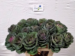 Brassica Crane Carmine 60cm