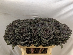 Brassica Black Angel 70cm