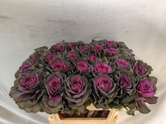 Brassica Elegance 70cm