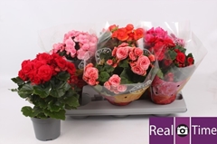 Begonia Double Mix 13Ø 32cm