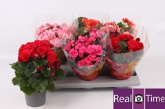 Begonia Double Mix 13Ø 33cm