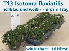 Isotoma Fluviatilis 13Ø 15cm
