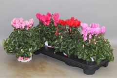 Cyclamen Super Serie Xl 13Ø 30cm