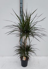 Dracaena Magenta 21Ø 100cm