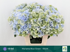 Hydrangea Mariama Classic 65cm 19-21cm Hd
