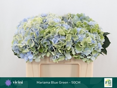 Hydrangea Mariama Classic 50cm 16-18cm Hd