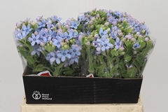 Oxypetalum Tweedia Blue 40cm