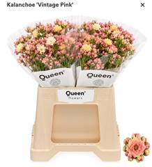 Kalanchoe Shocking Pink Meadow 40cm