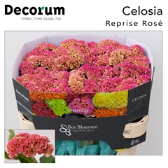 Celosia Reprise Rose 72cm