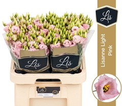 Eustoma Double Lisanne Light Pink 70cm