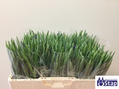 Iris Blue Magic 52cm 26gr.
