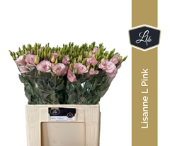 Eustoma Double Lisanne Light Pink 60cm
