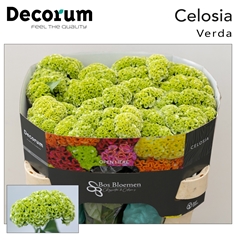 Celosia Act Verda 72cm