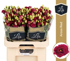 Eustoma Double Arosa Red 70cm