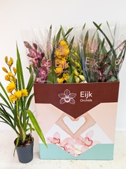 Cymbidium Mixed 14Ø 75cm 1st