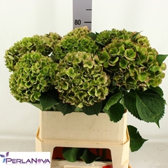 Hydrangea My Beautiful Rio Classic 80cm 16-18cm Hd