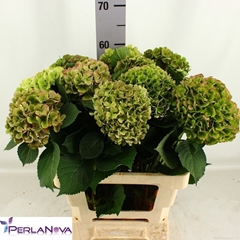 Hydrangea My Beautiful Rio Classic 60cm 14-16cm Hd