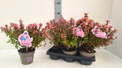 Abelia Grandiflora 13Ø 35cm