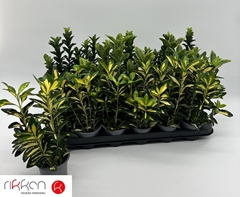 Euonymus Mix 9Ø 26cm