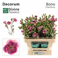Dianthus Spray Single Solomio Bono 60cm