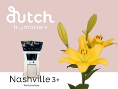 Lily La Nashville 80cm 3+