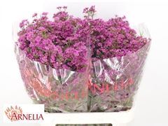 Chamelaucium Free Spirit 80cm 50gr.