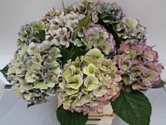 Hydrangea Royal Love Classic Blue 60cm 13-15cm Hd