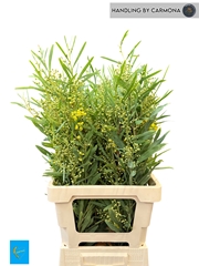 Acacia Retinodes Per Bunch 65cm 200gr.