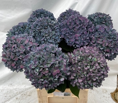 Hydrangea Pimpernel Classic 80cm 21-23cm Hd