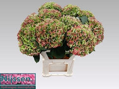 Hydrangea Opal Classic 80cm 22-24cm Hd