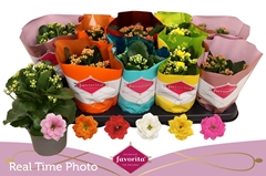 Kalanchoe Double Perfecta Mix 10Ø 22cm
