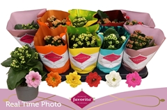 Kalanchoe Double Perfecta Mix 10Ø 22cm