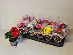 Begonia Double Mix 9Ø 25cm