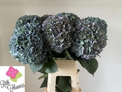 Hydrangea Pimpernel Classic 100cm 26-28cm Hd