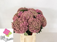 Hydrangea Royal Anastasia Classic 80cm 22-24cm Hd