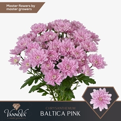 Chrysanth Spray Baltica Pink 70cm 95gr.