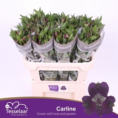 Alstroemeria Carline 70cm 50gr.