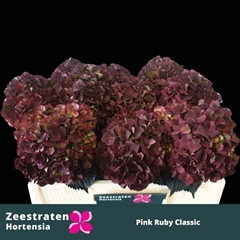 Hydrangea Pink Ruby Classic 50cm 14-16cm Hd