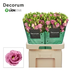 Eustoma Double Rosita Rose Pink 70cm