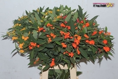Euphorbia Fulgens Spray Mix 70cm 5cm Hd