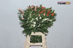 Euphorbia Fulgens Mix 60cm 10cm Hd
