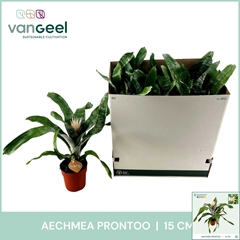 Aechmea Prontoo 15Ø 50cm