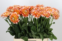 Dahlia Hapet Harmony 70cm