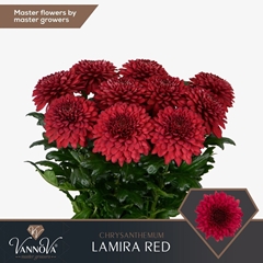Chrysanth Single Lamira Red 70cm 100gr.