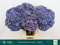 Hydrangea Royal Anastasia Classic 65cm 18-20cm Hd
