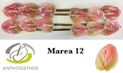 Anthurium Marea 13cm Hd