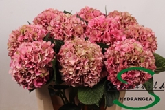 Hydrangea Glowing Alps Classic 75cm 19-21cm Hd