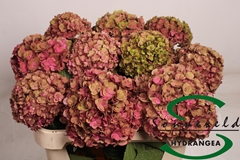 Hydrangea Royal Anastasia Classic 60cm 17-19cm Hd